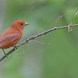 Male Summer Tanager