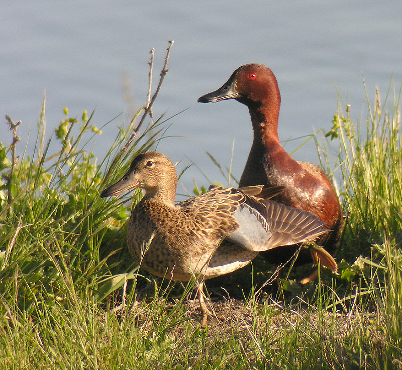Cinnamon Teal eBirdr