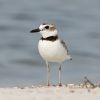 Wilson's Plover