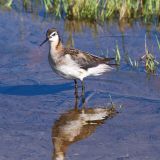 Wilson's Phalarope