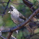 Juniper Titmouse