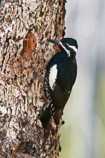 Male- Hell's Canyon, June 14, 2007