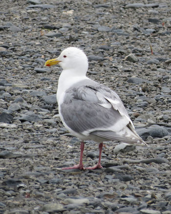 Adult plumage