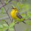 Pine Warbler