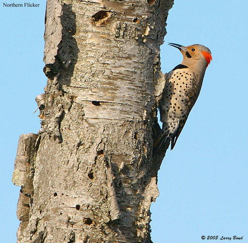 northern flicker ebirdr northern flicker ebirdr