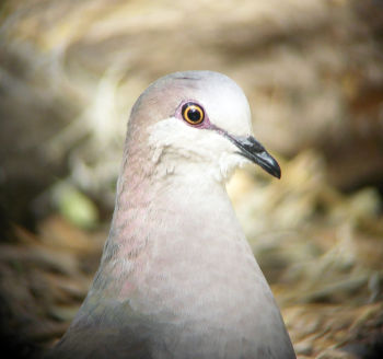 Santa Ana NWR, TX, 060211