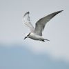 Gull-billed Tern