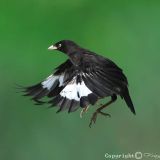 In flight - August 20, 2008