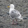 Glaucous Gull