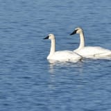 Tundra Swan with Trumpeter Swan