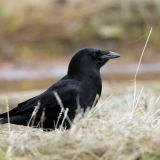 Northwestern Crow