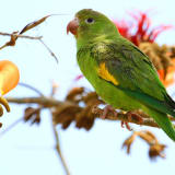 Yellow-chevroned parakeet
