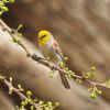 Verdin