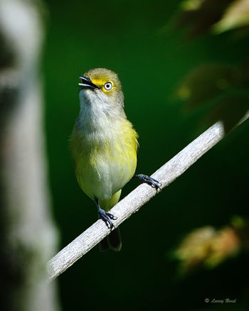 White-eyed Vireo