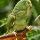 Yellow-headed Parrot