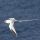 Red-billed Tropicbird