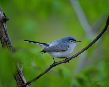 Male Blue-gray Gnatcatcher