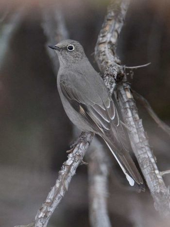 Townsend's Solitaire