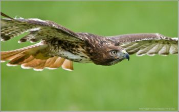 Red-tailed Hawk in flight