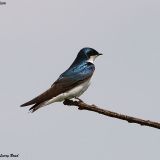 Tree Swallow