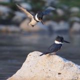 Pair with male hovering.
