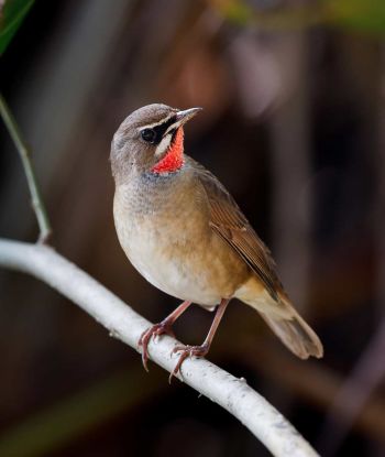 Siberian Rubythroat