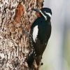 Williamson's Sapsucker