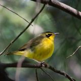 Kentucky Warbler