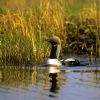 Pacific Loon