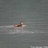 Kittlitz's Murrelet