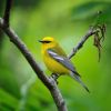 Blue-winged Warbler