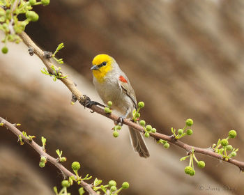 Verdin in Cactus