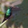 Cuban Emerald