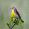 Dickcissel