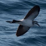 White-faced Storm-Petrel