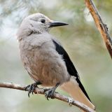 Clark's Nutcracker