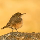 Rock Wren on a rock