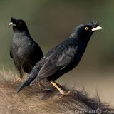 Crested Myna - March 4, 2008