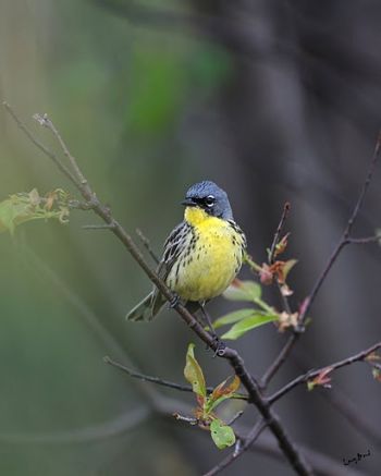 Kirtland's Warbler