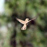 In flight "skylarking" - Sandhills Gamelands, Scotland Co, NC 1st NC record, found by Gil Miller April 25, 2011