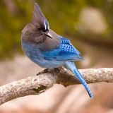 Steller's Jay