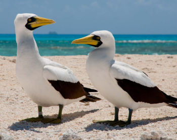 Masked Booby