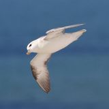 Northern Fulmar