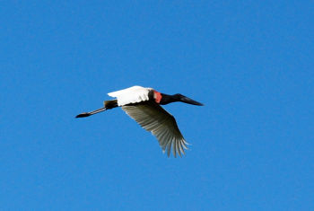 In flight