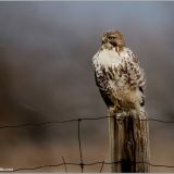 Immature Red-tailed Hawk