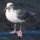 Glaucous-winged Gull