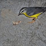 Golden-crowned Warbler