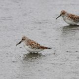 Broad-billed Sandpiper