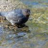 American Dipper