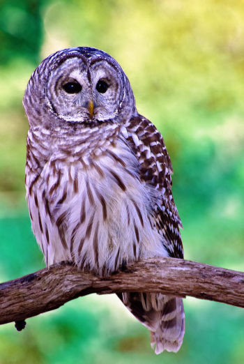 Barred Owl